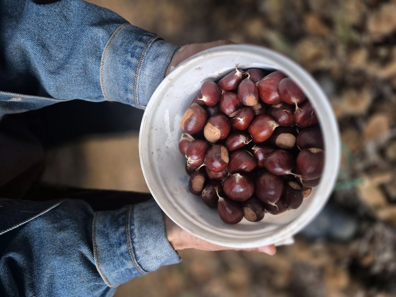Castañas cosechadas, de la tierra